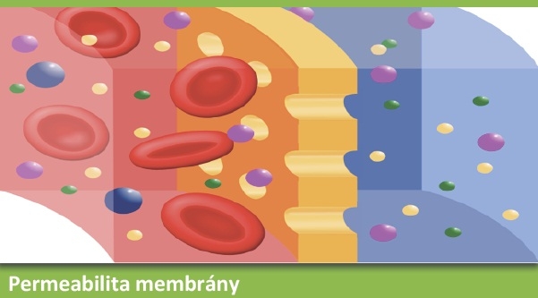 Permeabilita membrány