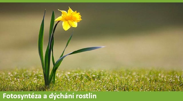 Dýchání rostlin a fotosyntéza