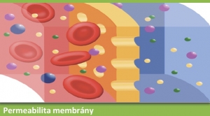 Permeabilita membrány