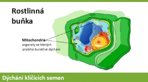 Dýchání klíčících semen